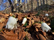 20 Ellebori in fiore salendo sul sent. 579 per la Bocca del Grassello (1390 m)